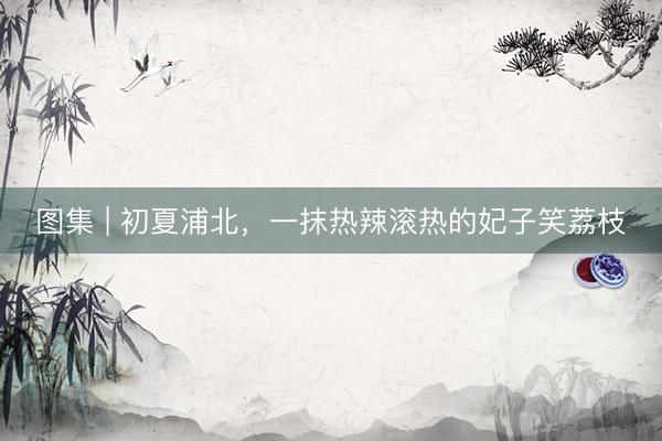 图集 | 初夏浦北，一抹热辣滚热的妃子笑荔枝